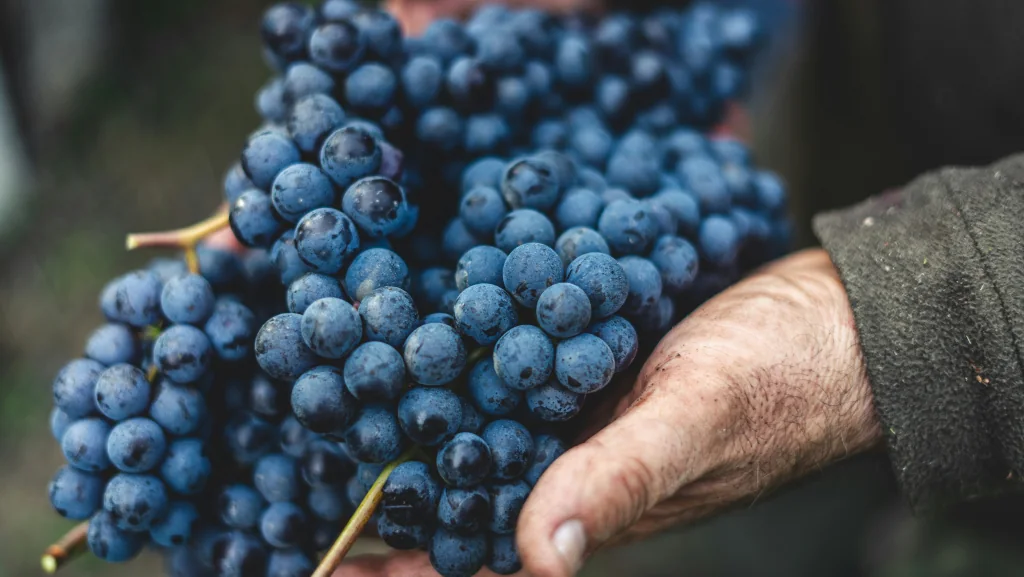 Freshly harvested wine grapes held in a hand